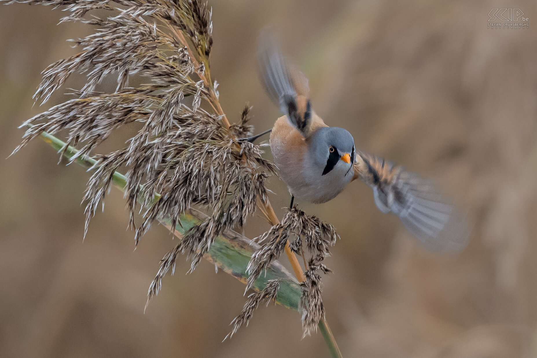 Bearded readling The bearded reedling can only be found in reed fields, they are quite social and are usually seen in groups of up to several dozen birds. The adult male has characteristic black 'moustache'. Stefan Cruysberghs